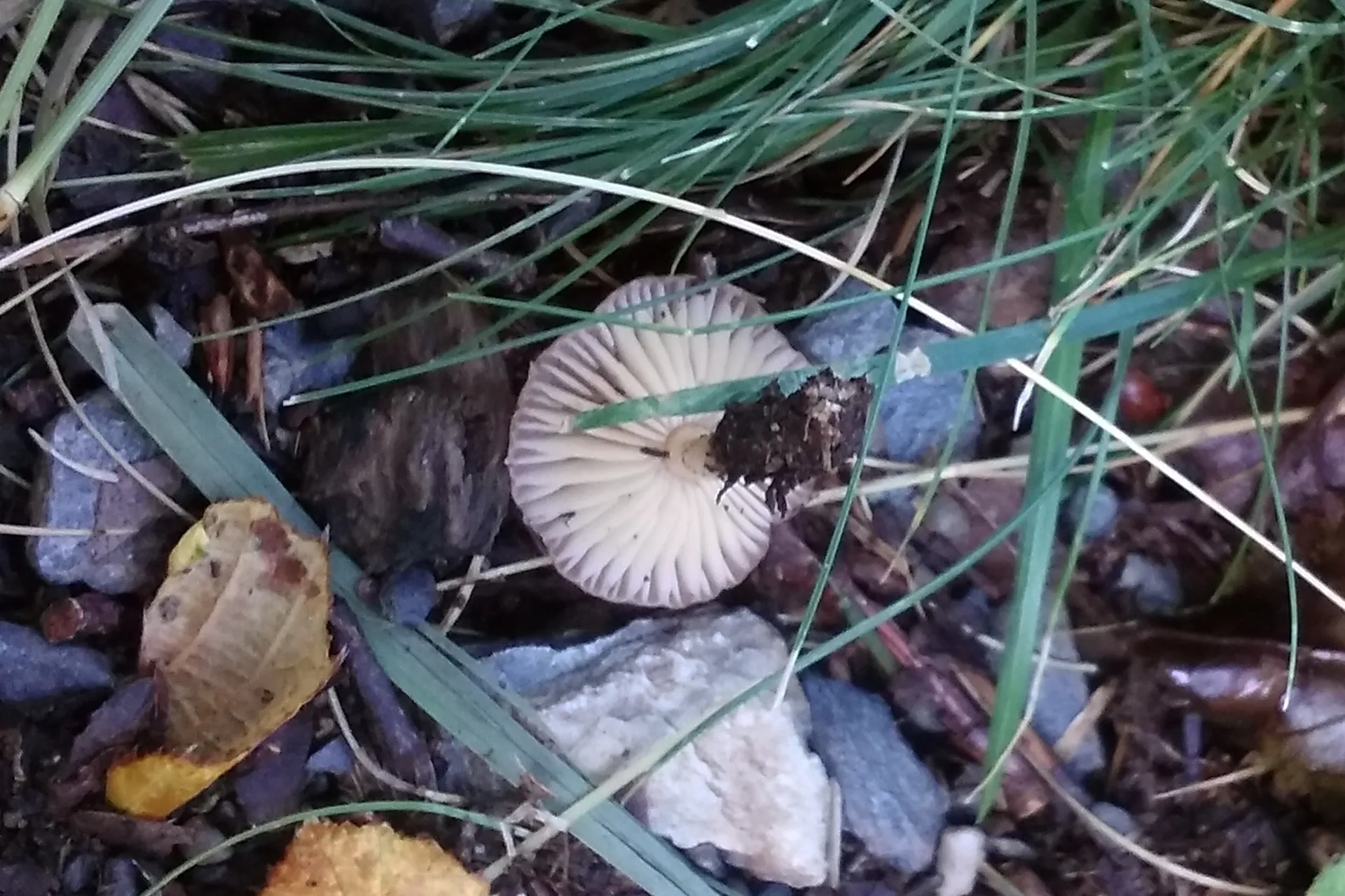 Marasmius oreades - 1 - IMG_3387